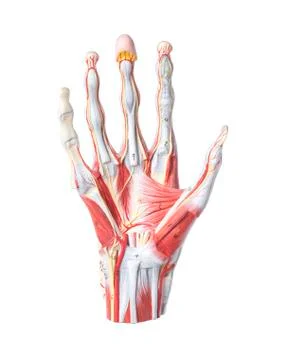 Isolated anatomic model of a human hand Stock Photos