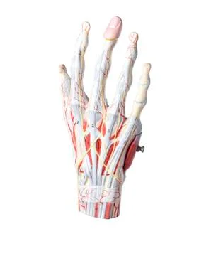 Isolated anatomic model of a human hand Stock Photos