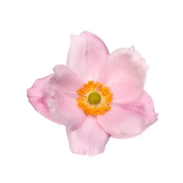 Isolated anemone Stock Photos