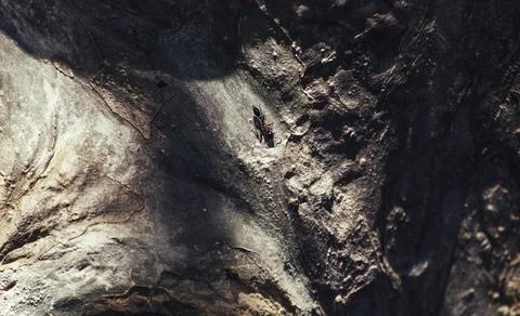 Isolated Ant in a large tree trunk. Stock Photos