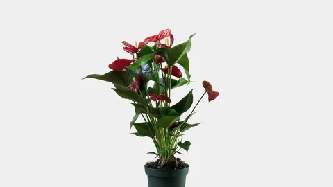 An isolated Anthurium Andre flower on a white background rotates 360 degrees Stock Footage 129268861