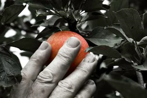 Isolated apple getting picked Stock Photos