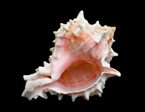 An isolated apple murex conch seashell over black Stock Photos