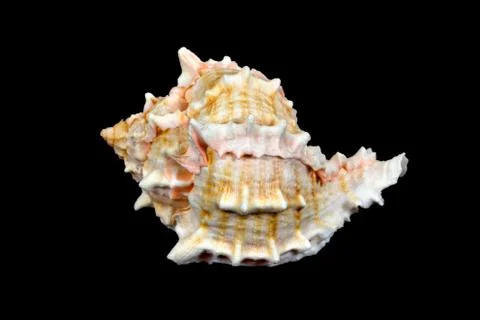 An isolated apple murex conch seashell over black Stock Photos