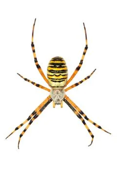 Isolated argiope spider Stock Photos