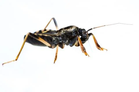 Isolated of assassin bug Stock Photos