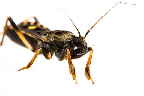 Isolated of assassin bug Stock Photos