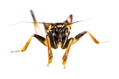 Isolated of assassin bug Stock Photos