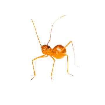 Isolated of assassin bug Stock-Fotos