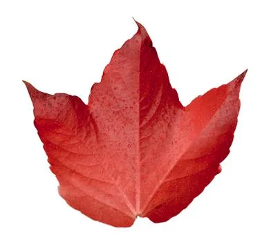 Isolated autumn leaf Stock-Fotos