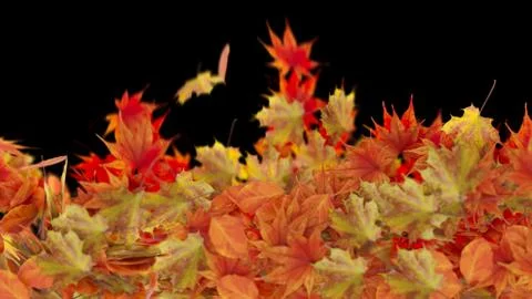 Isolated Autumn Leaves on black background Stock Illustration