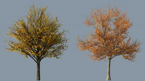 Isolated autumn trees with wind and alpha mask Stock Footage 48656498