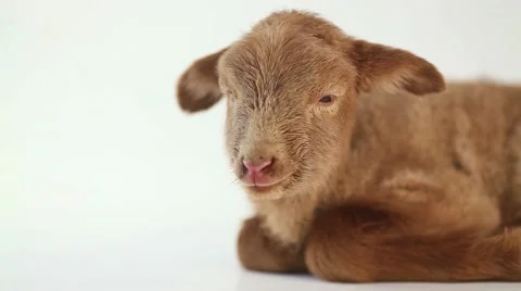 Isolated baby lamb lying Stock Footage 46843881