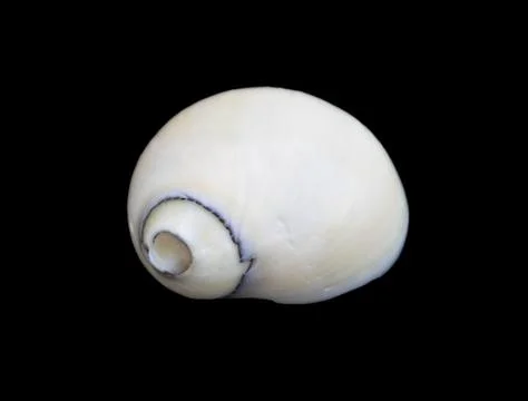 An isolated baby's ear conch seashell over black Stock Photos