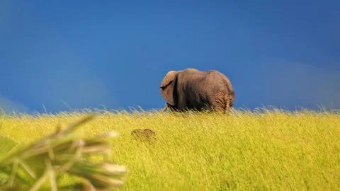 Isolated back view of African Bush elephant standing on highveld Stock Photos