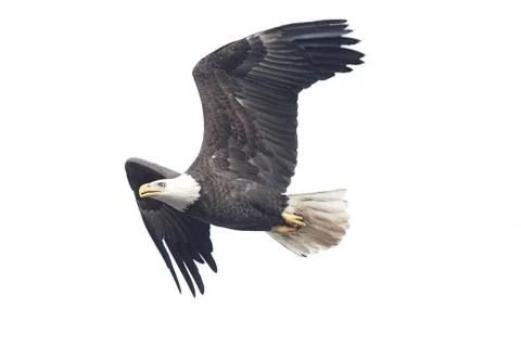 Isolated bald eagle Stock Photos