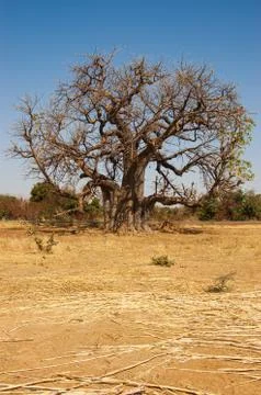 Isolated baobab Stock Photos