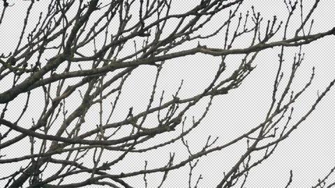 Isolated Bare Branches Sway In Winter Breeze Pre-Keyed With Alpha Channel Stock Footage 330503073