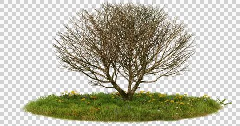 Isolated bare tree on a grass patch with yellow flowers Stock Photos
