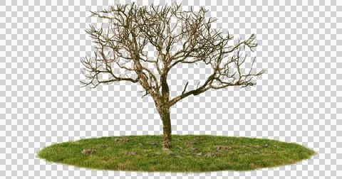 Isolated Bare Tree on a Grass Patch with Black Background Stock Photos