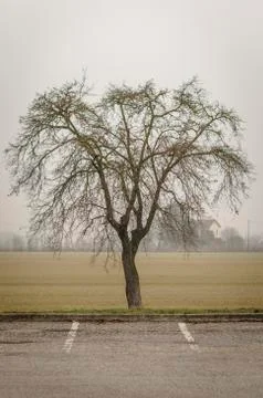 Isolated bare tree Stock Photos