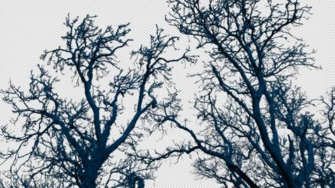 Isolated Bare Trees Sway In Breeze Pre-Keyed With Alpha Channel Stock Footage 329813077