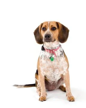 Isolated Beagle Stock Photos