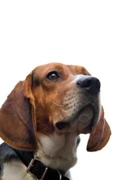 Isolated Beagle Stock Photos