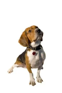 Isolated Beagle Stock Photos