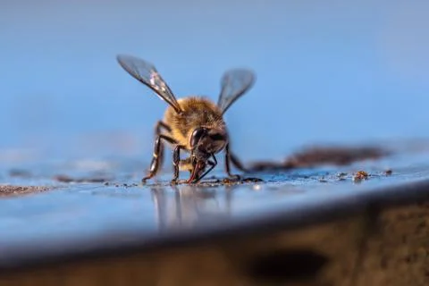 Isolated bee on a blue background. Macro of a living insect. Stock Photos