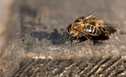 Isolated bee on a grey background. Macro of a living insect Stock Photos
