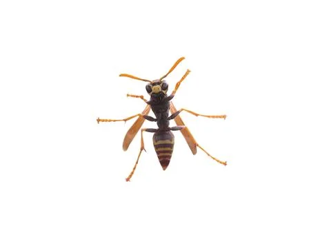 Isolated Bee Stock Photos