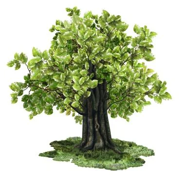 Isolated beech tree Illustrazione stock