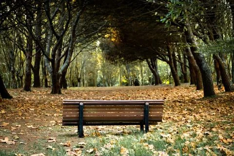 Isolated Bench in the Park Stock Photos