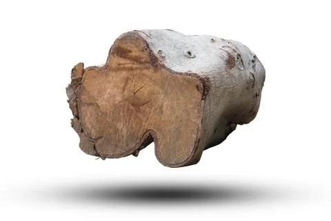 Isolated big cut tree Stock Photos