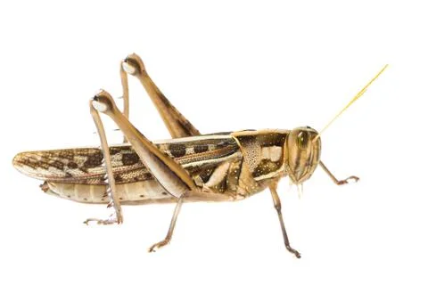 Isolated of big grasshopper Stock Photos