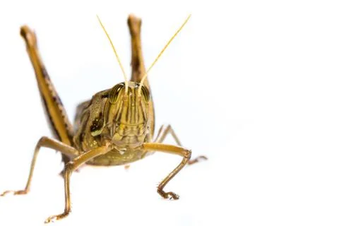 Isolated of big grasshopper Stock Photos