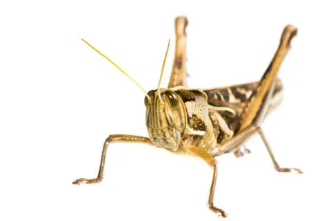 Isolated of big grasshopper Stock Photos