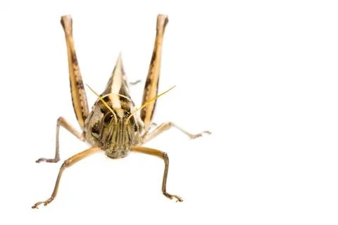 Isolated of big grasshopper Stock Photos