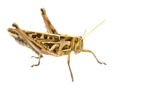 Isolated of big grasshopper Stock Photos
