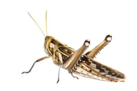 Isolated of big grasshopper Stock Photos