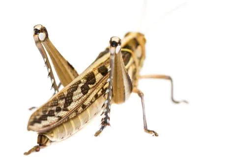 Isolated of big grasshopper Stock Photos