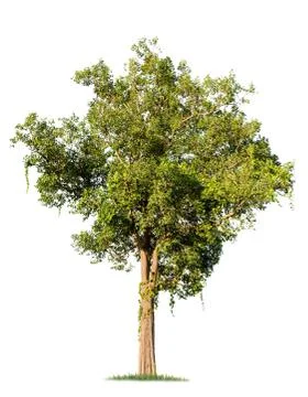 Isolated big tree on White Background. Stock Photos