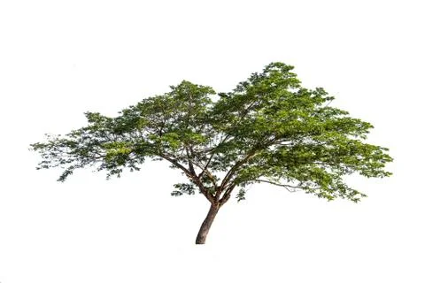 Isolated big tree on White Background. Stock Photos