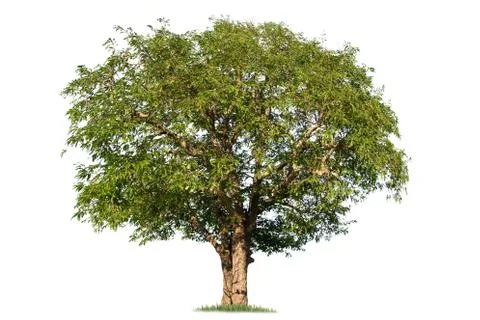 Isolated big tree on White Background. Stock Photos