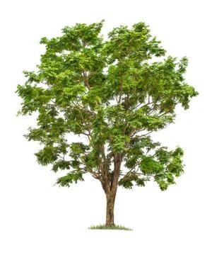 Isolated big tree on White Background. Stock Photos
