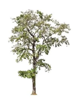 Isolated big tree on White Background. Stock Photos