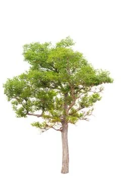 Isolated big tree on White Background. Stock Photos
