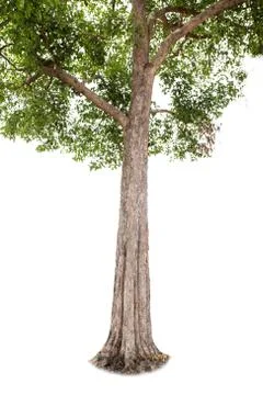 Isolated big tree on White Background. Stock Photos
