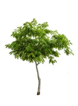 Isolated big tree on White Background. Stock Photos